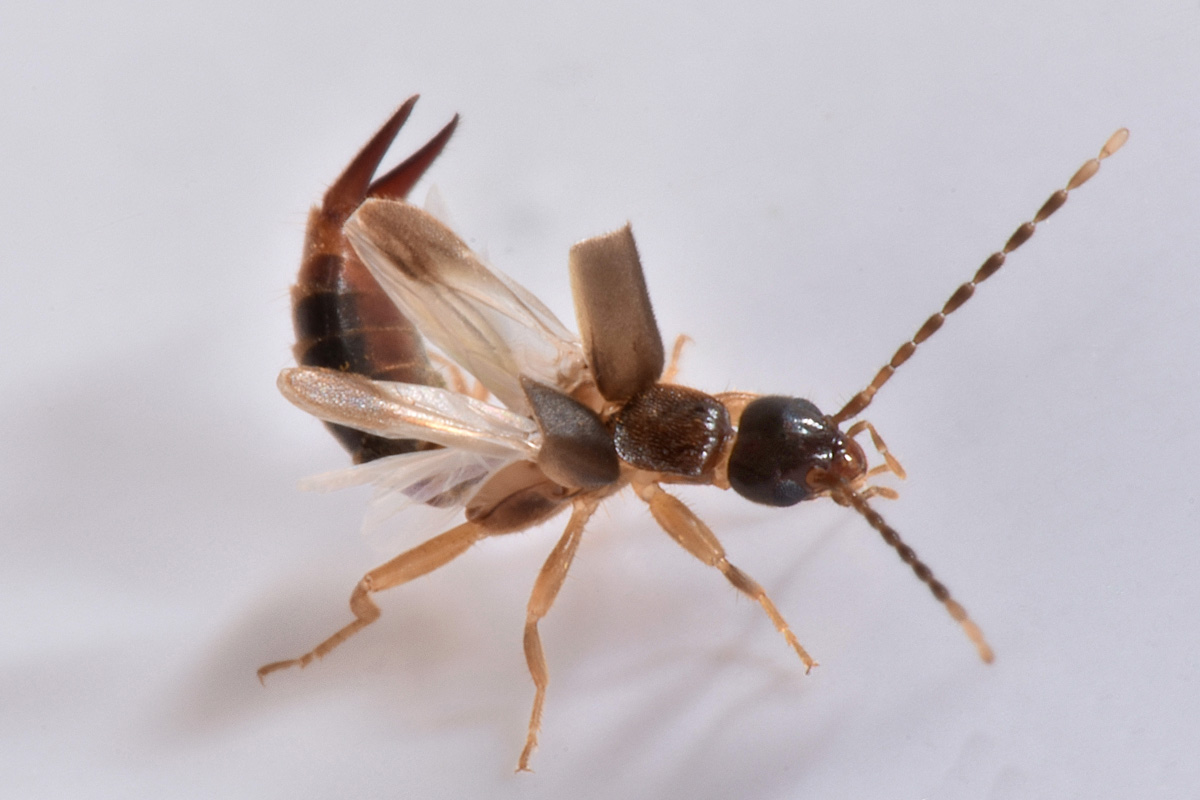 Spongiphoridae?  Sì, Labia minor